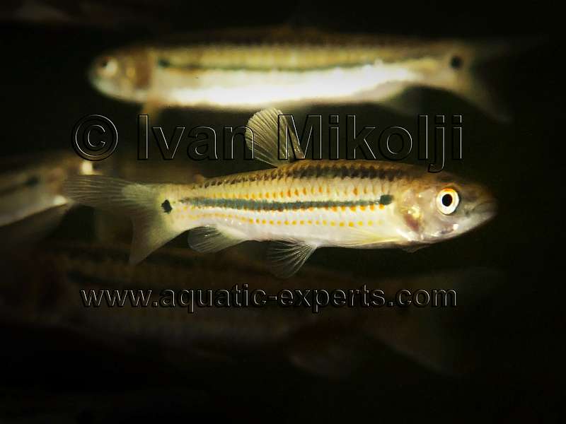 Piabucina erythrinoides